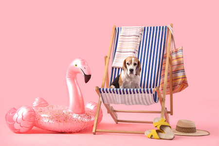 Cute Beagle dog sitting on deck chair near beach accessories on pink background