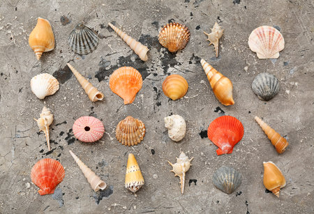 Many different sea shells on grunge background
