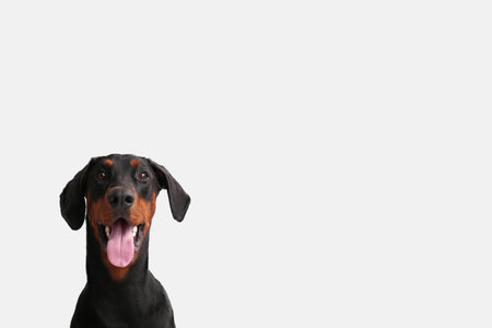 Cute Dobermann dog on light background, closeup