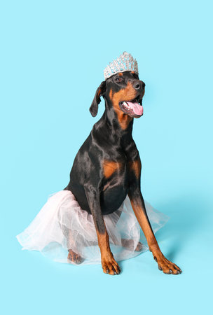 Cute Dobermann dog in princess costume on blue backgroundの写真素材