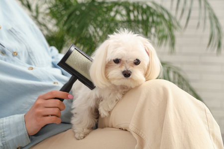 Woman brushing her cute Maltese dog at home, closeupの写真素材