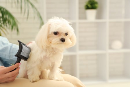 Woman brushing her cute Maltese dog at homeの写真素材