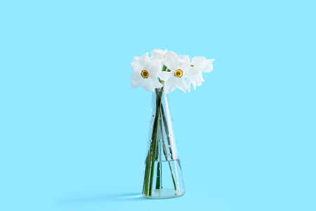 Daffodil flowers in vase on blue background