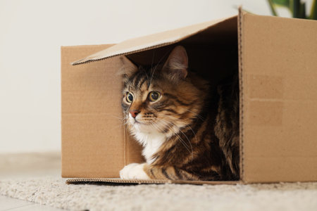 Cute cat sitting in overturned cardboard box at home