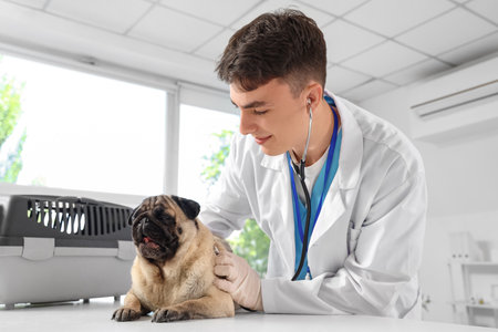 Male veterinarian with stethoscope examining pug dog at table in clinicの写真素材