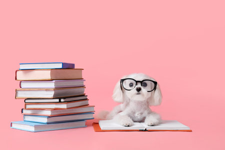 Cute Maltese dog in eyeglasses with books on pink backgroundの写真素材
