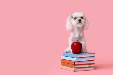 Cute Maltese dog with apple and stack of books on pink backgroundの写真素材