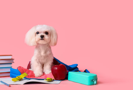 Cute Maltese dog with apple and different school stationery on pink background