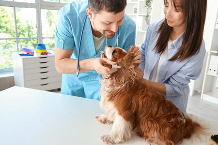 Male veterinarian with owner putting drops into dog's ear in clinicの写真素材