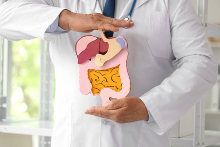 Mature doctor with paper digestive system in clinic, closeupの写真素材