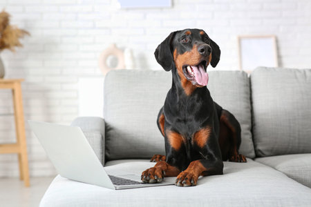 Cute Dobermann dog with laptop lying on sofa at homeの写真素材