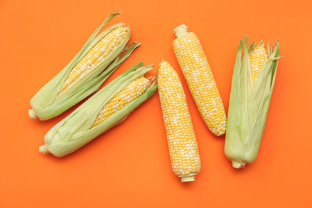 Fresh corn cobs on orange background