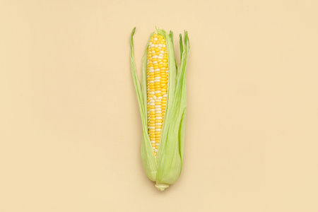 Fresh corn cob on beige background