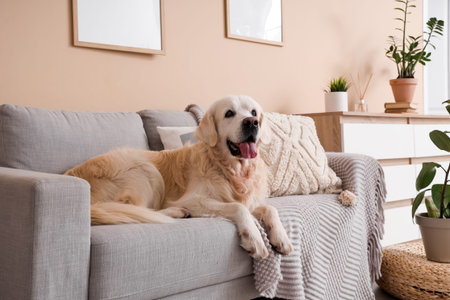 Adorable Labrador dog lying on sofa in living roomの写真素材