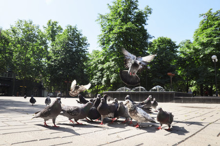 Many pigeons on pavement outdoorsの写真素材