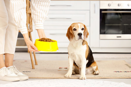 Owner feeding cute beagle dog at homeの写真素材