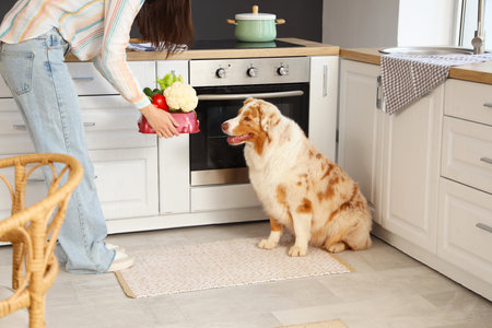 Young woman feeding Australian Shepherd dog with vegetables at homeの写真素材