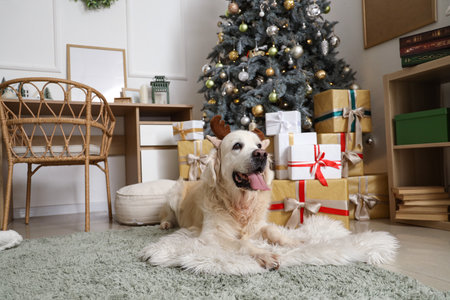 Cute Labrador dog in reindeer horns lying near Christmas tree at homeの写真素材