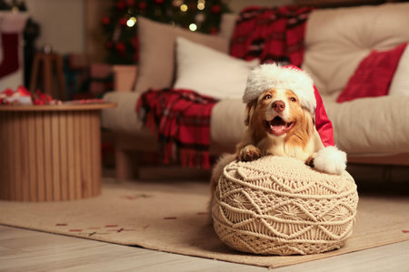 Cute Australian Shepherd dog in Santa hat with pouf at home on Christmas Eveの写真素材
