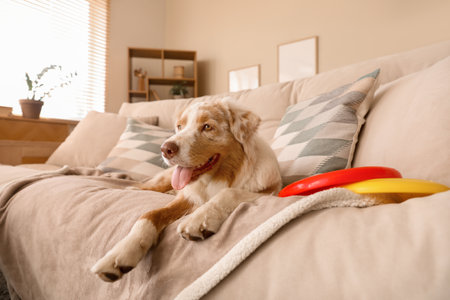 Cute Australian Shepherd dog with frisbee lying on sofa at homeの写真素材