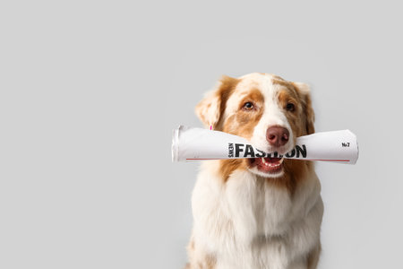 Cute Australian Shepherd dog with newspaper on gray backgroundの写真素材