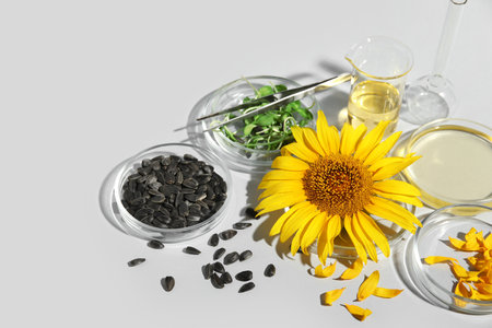 Petri dishes with sunflower, seeds, sprouts and oil on gray backgroundの写真素材