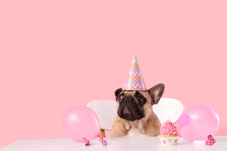 Cute French bulldog in party hat with Birthday cake and air balloons at table on pink backgroundの写真素材
