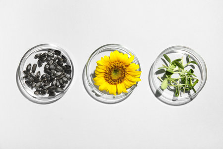 Petri dishes with sunflower, seeds and sprouts on white backgroundの写真素材