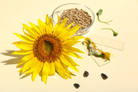 Laboratory glassware with sunflower and seeds on beige backgroundの写真素材