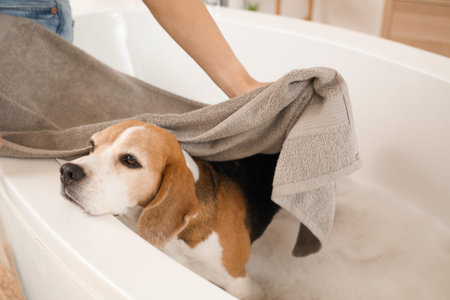 Woman wiping Beagle dog with towel after washing in bathroomの写真素材