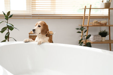 Cute Beagle dog near bathtub at homeの写真素材