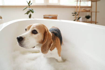 Cute Beagle dog taking bath with soap foam at homeの写真素材