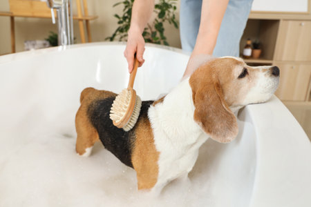 Woman brushing cute Beagle dog while taking bath with soap foam at homeの写真素材