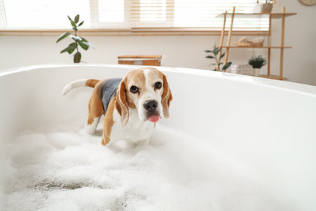 Cute Beagle dog taking bath with soap foam at homeの写真素材