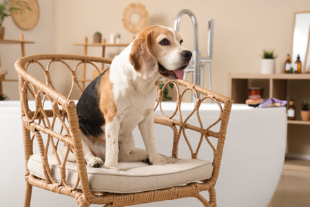 Cute Beagle dog sitting on chair in bathroom at homeの写真素材