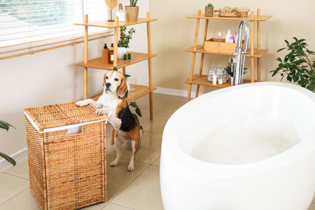 Cute Beagle dog near wicker basket before washing in bathroom at homeの写真素材
