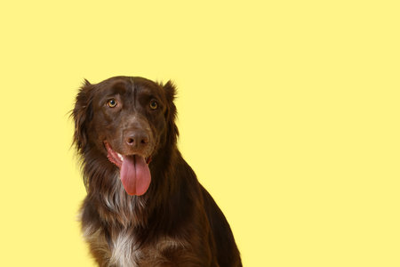 Cute brown Markiesje dog on yellow background