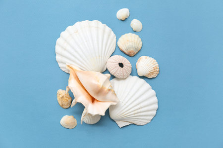 Many different sea shells on blue background