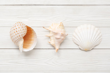 Different sea shells on white wooden backgroundの写真素材