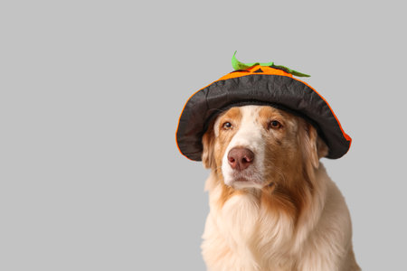 Cute dog in Halloween hat on light backgroundの写真素材