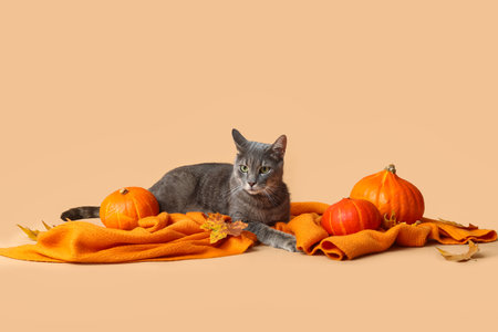 Cute cat with pumpkins and autumn leaves on orange plaid against beige backgroundの写真素材