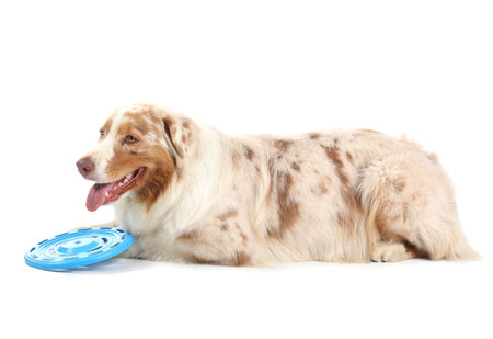 Cute Australian Shepherd dog with blue flying disc lying on white backgroundの写真素材