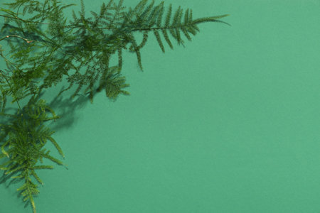 Green tropical leaves on color background