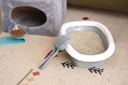 Litter box for cat with scoop on carpet in living roomの写真素材