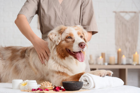 Cute Australian Shepherd dog with cosmetic products and massage brush having massage on couch in spa salonの写真素材