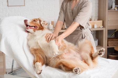 Cute Australian Shepherd dog having massage on couch in spa salonの写真素材