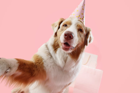 Cute Australian Shepherd dog in party hat taking selfie on pink background. Birthday celebrationの写真素材