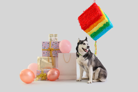 Cute husky dog with gift boxes, balloons and pinata on white background. Birthday celebrationの写真素材