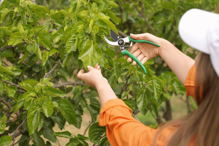 Young woman with secateurs cutting tree branch in garden, closeup