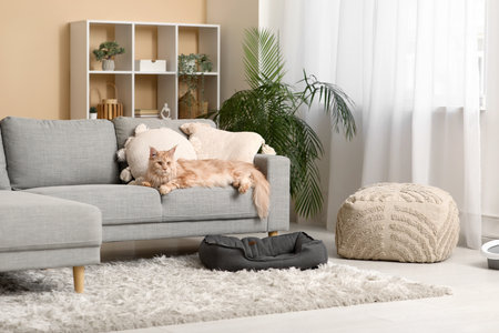 Maine Coon cat lying on gray sofa in living roomの写真素材